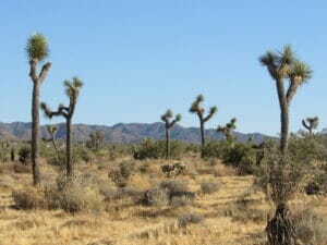 Joshua Tree CA 04